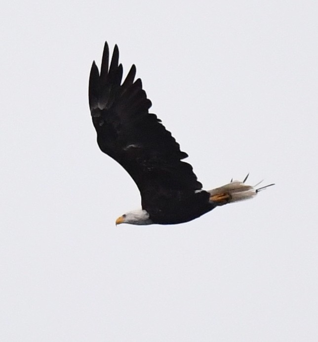 Bald Eagle - ML609285716