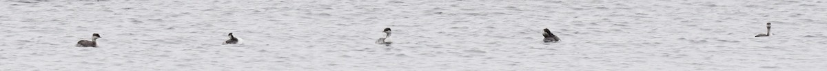 Horned Grebe - ML609285719