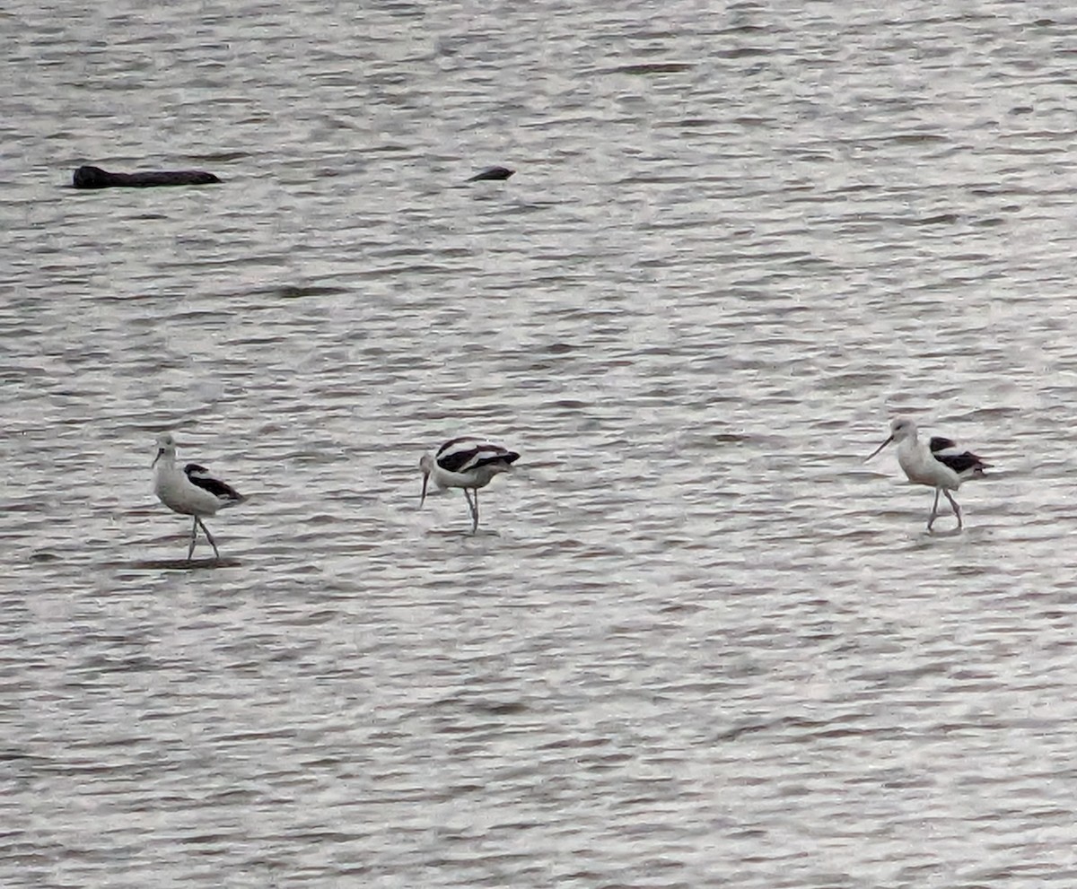 Avoceta Americana - ML609285727