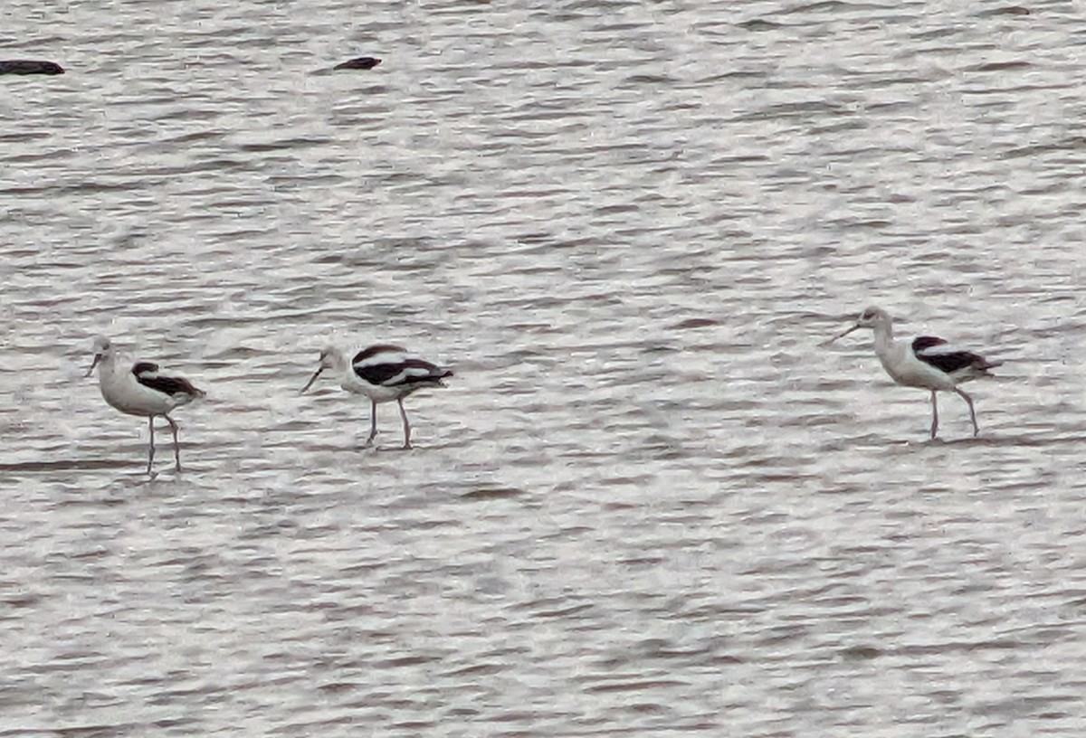 American Avocet - ML609285728