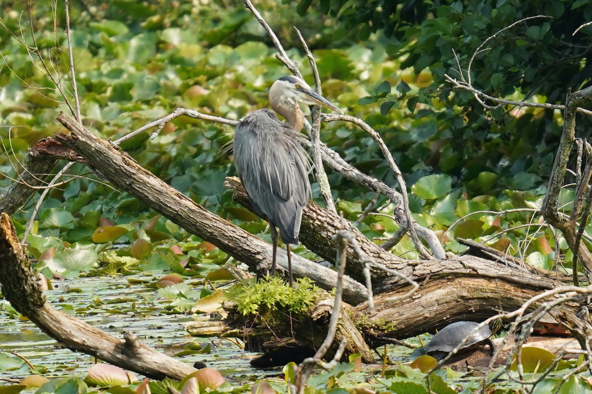 Great Blue Heron - ML609285731