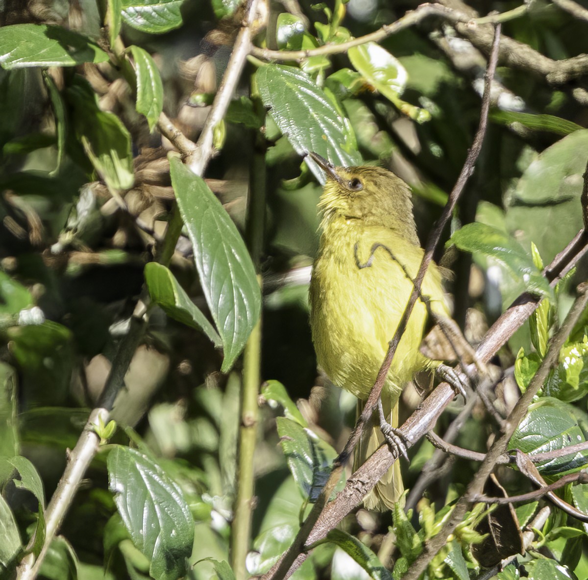 Mountain Yellow-Warbler - Per Smith