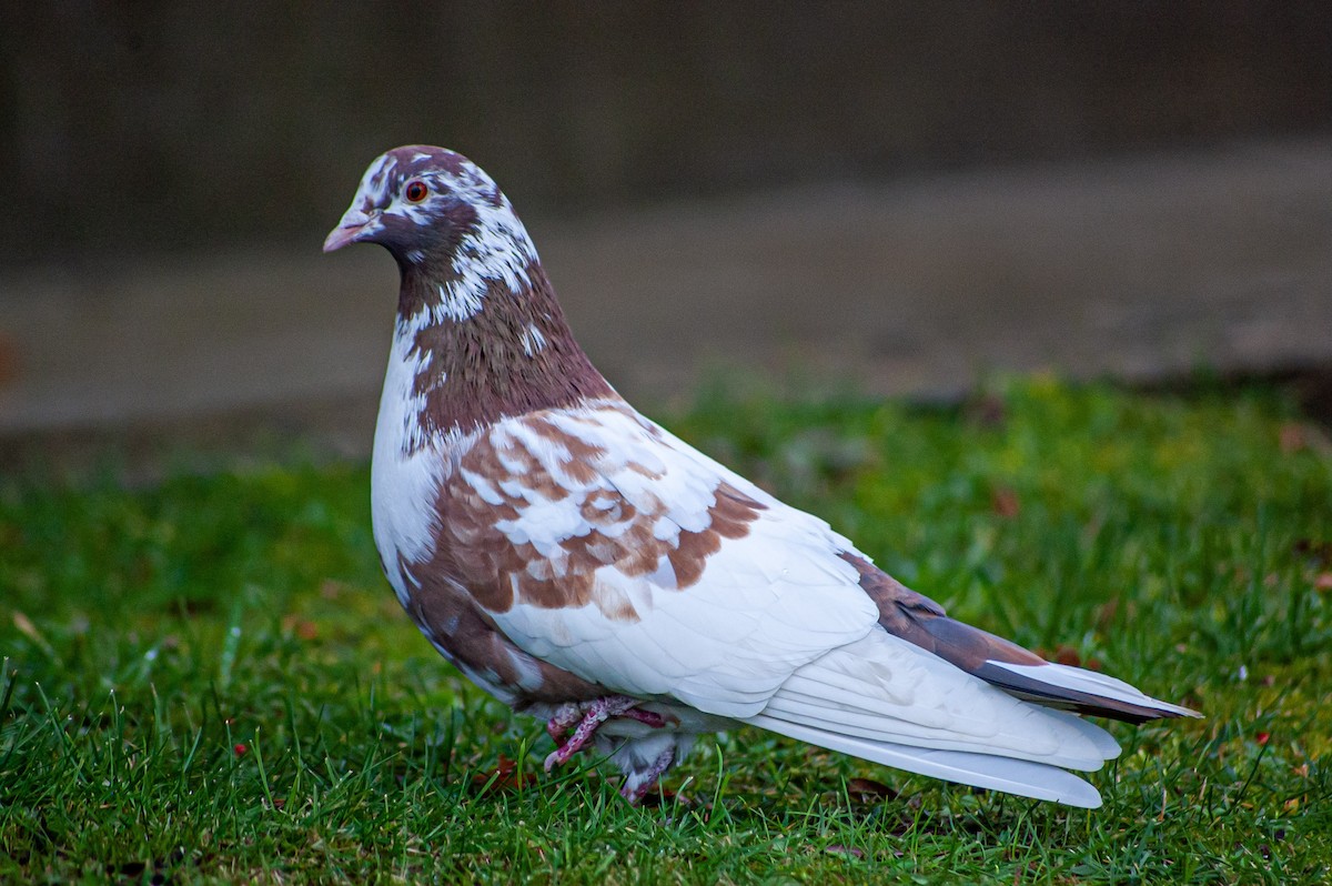 Сизый голубь (Одомашненного типа) - ML609285872