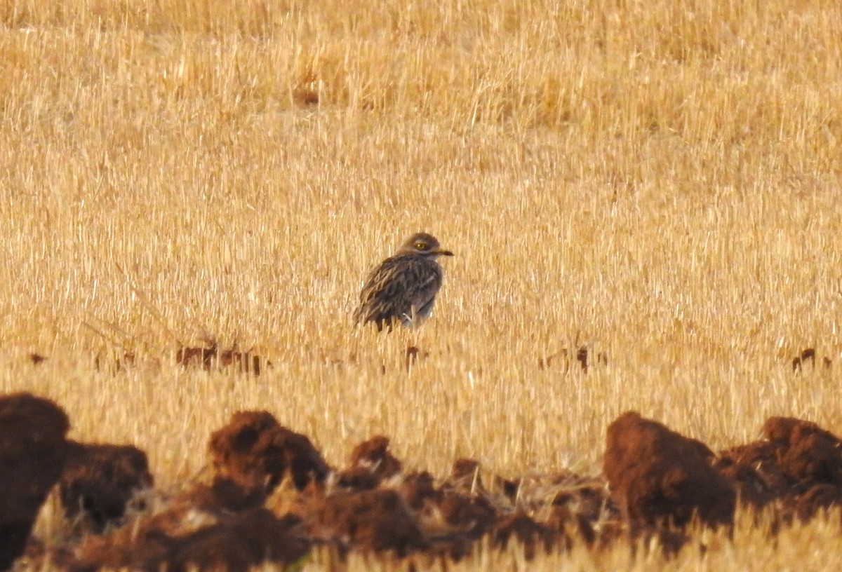 Eurasian Thick-knee - Marta Cuesta Fernández