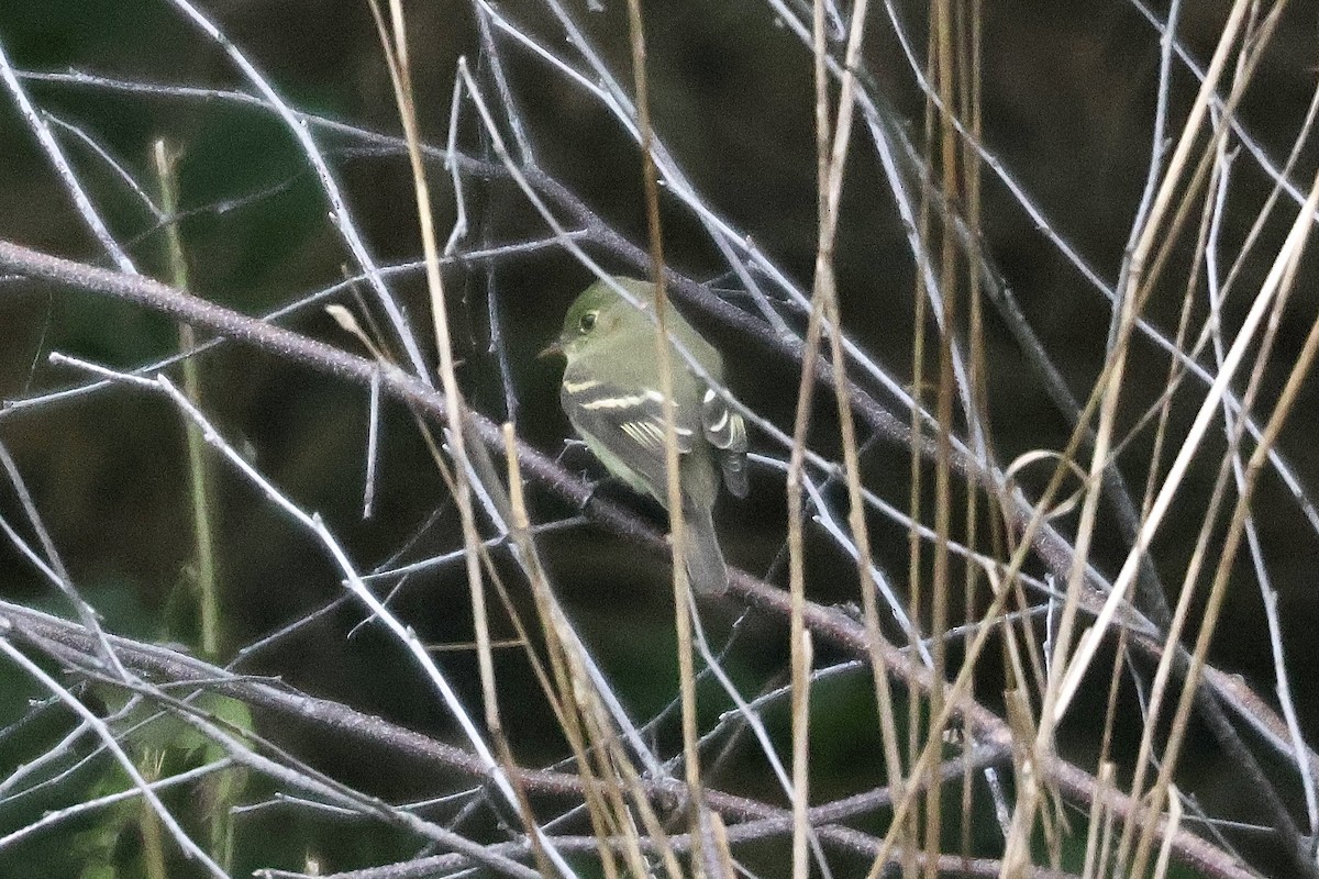 Yellow-bellied Flycatcher - Forrest Wickman