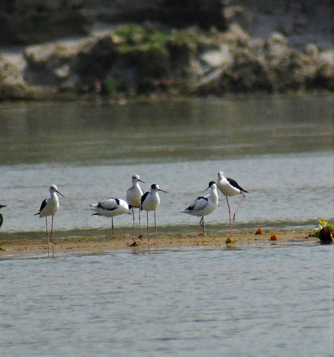 Pied Avocet - Rajdeep Sarkar