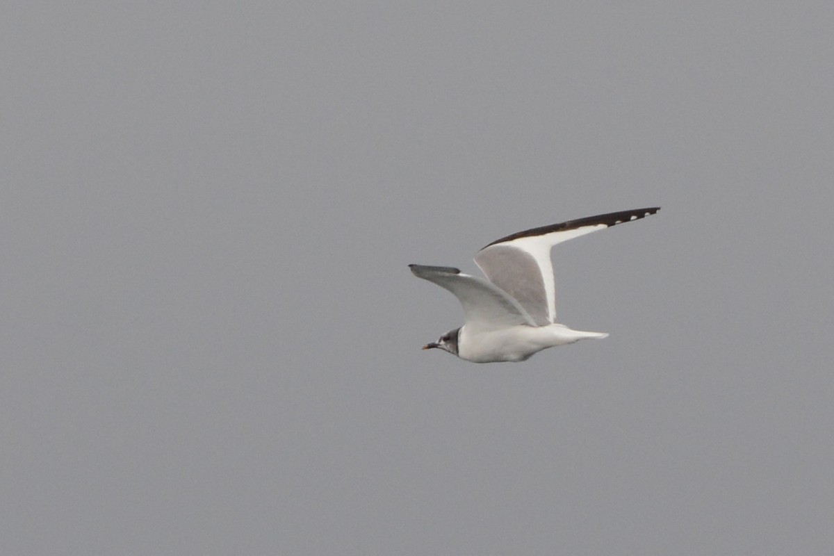 Sabine's Gull - ML609286325