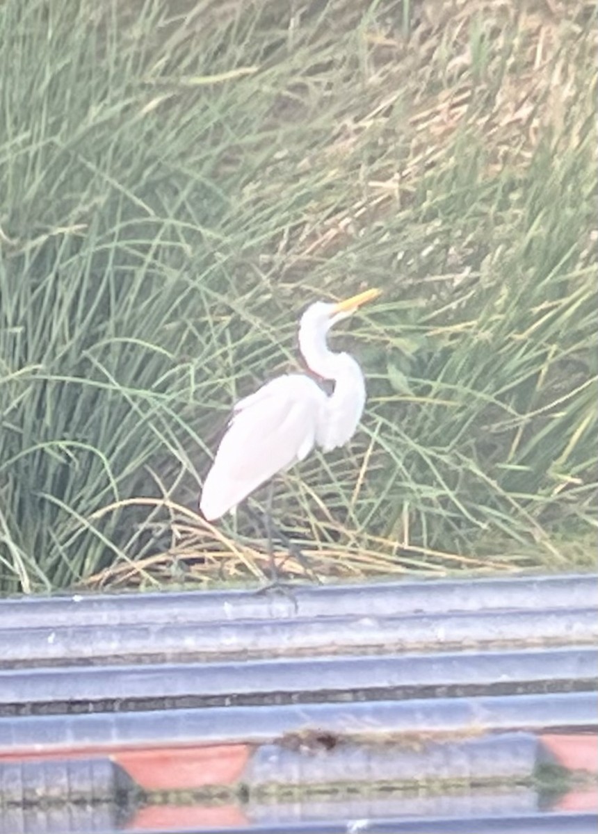 Great Egret - David Britton