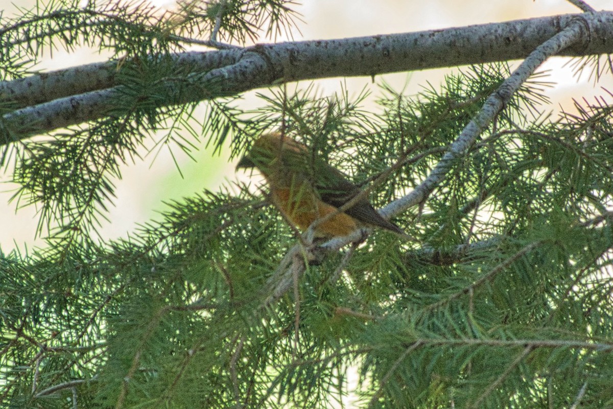 Red Crossbill - ML609286398