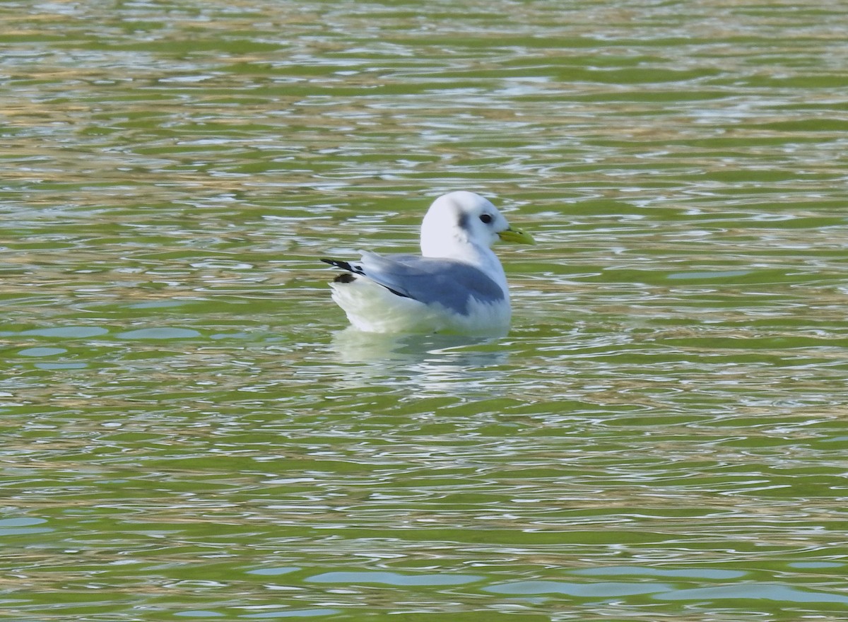 Gaviota Tridáctila - ML609286436