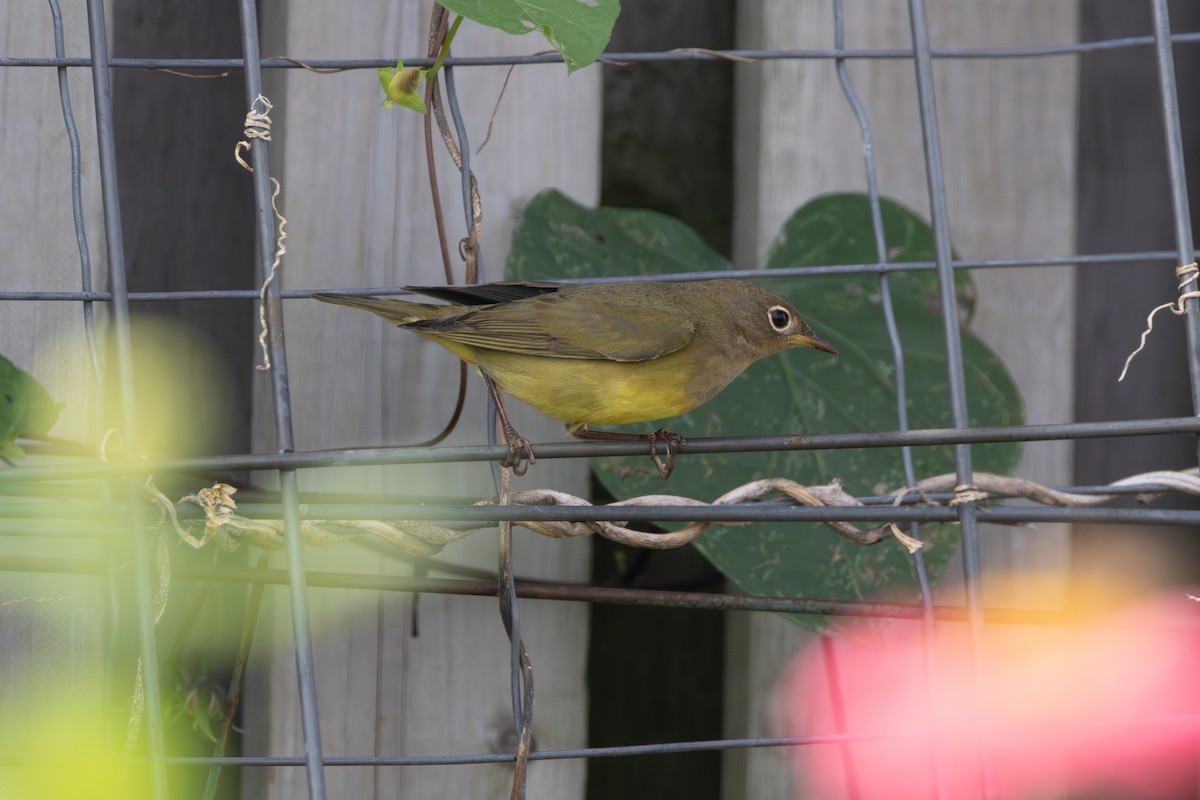 Connecticut Warbler - ML609286635