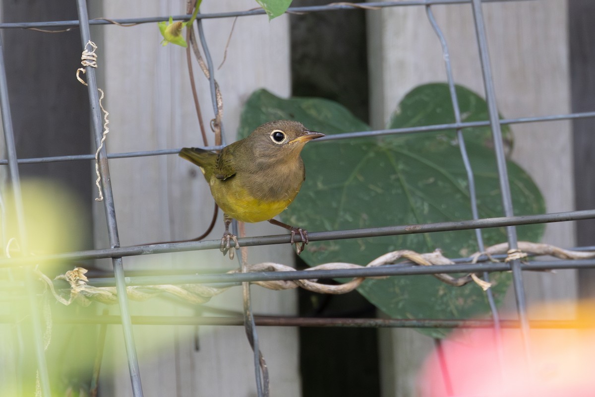 Connecticut Warbler - ML609286636