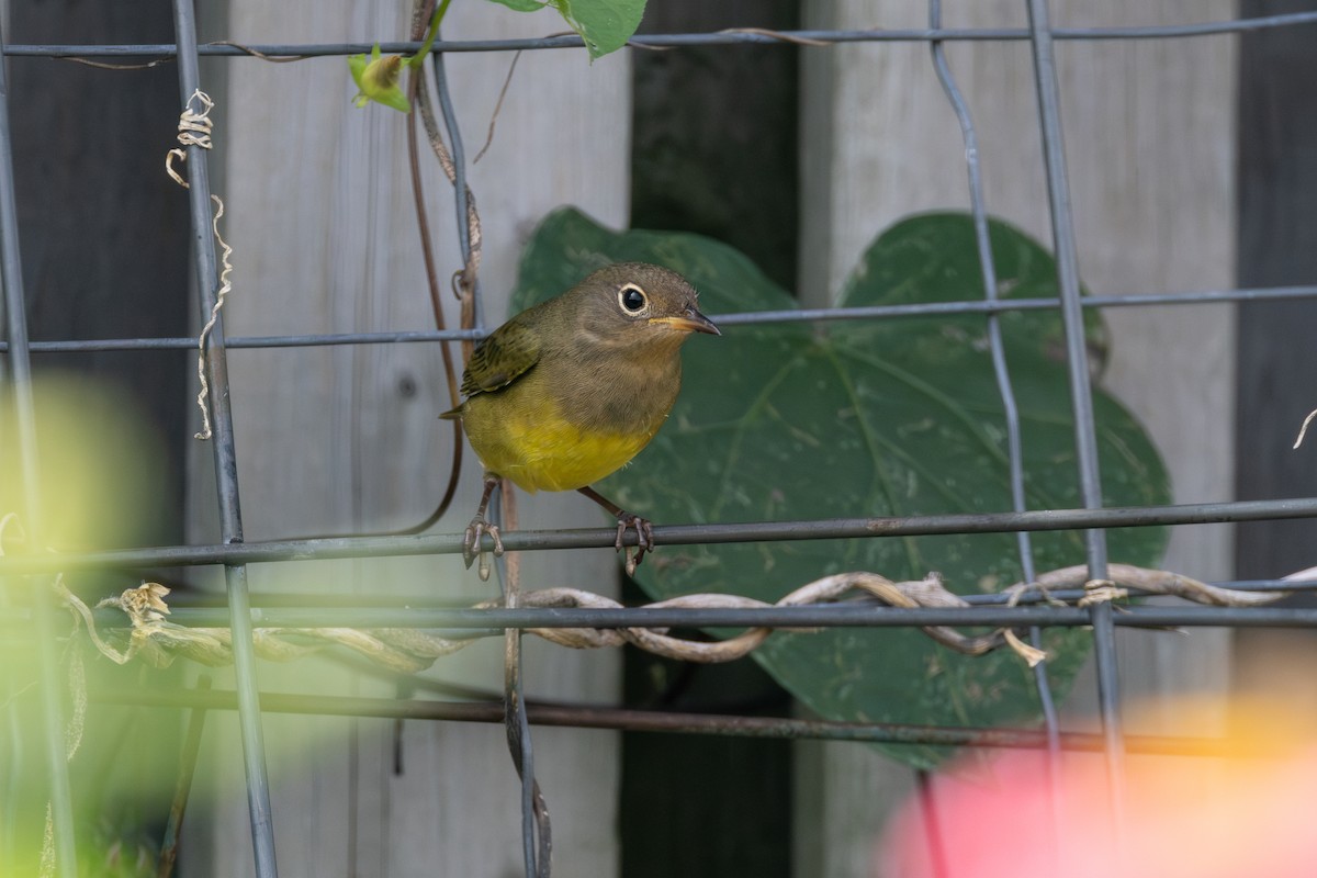 Connecticut Warbler - ML609286637