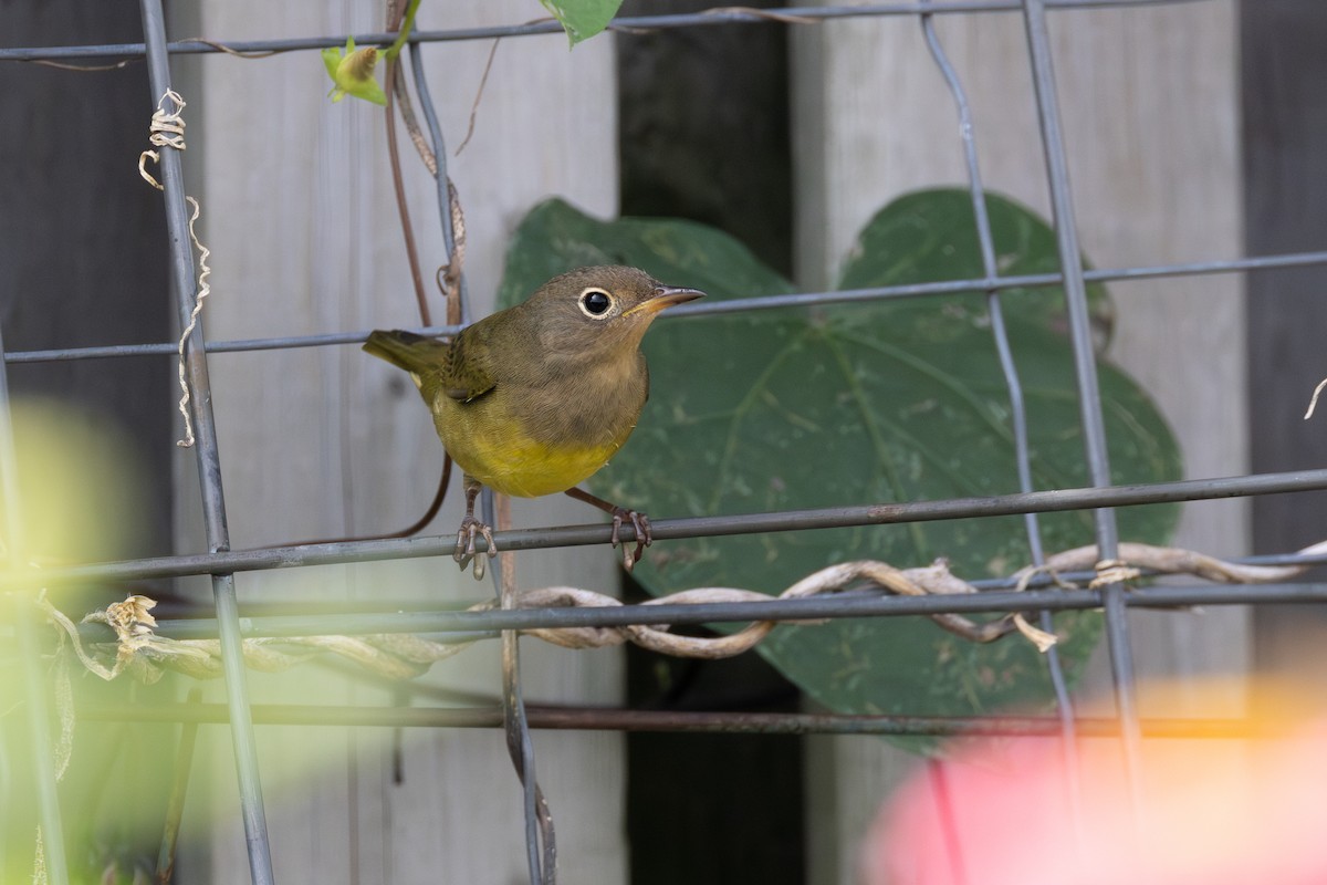 Connecticut Warbler - ML609286638