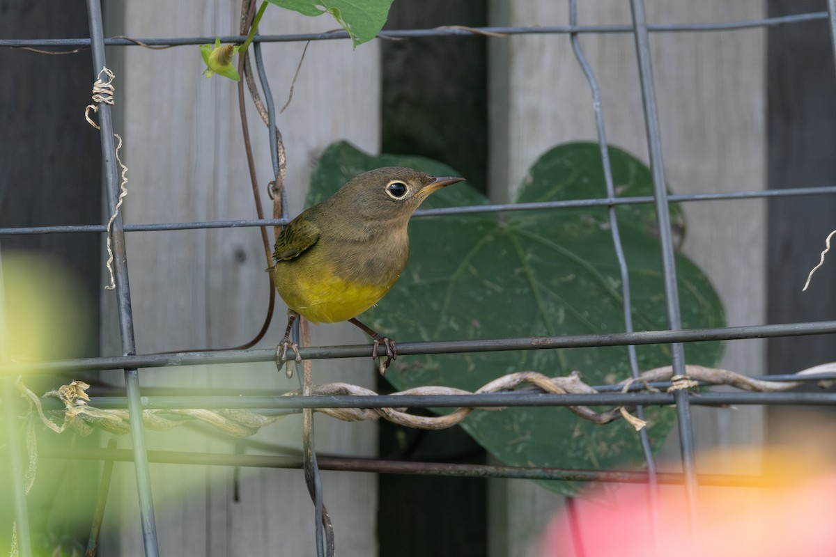 Connecticut Warbler - ML609286639