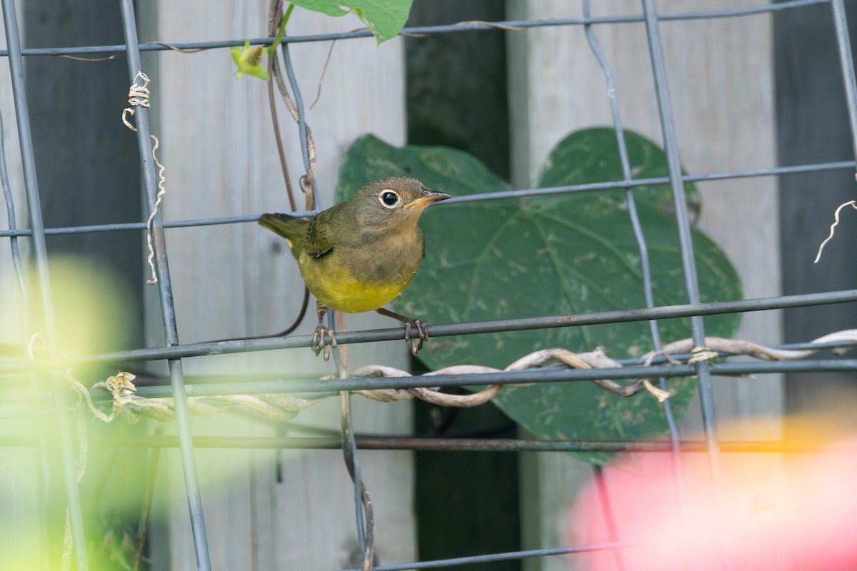 Connecticut Warbler - ML609286640