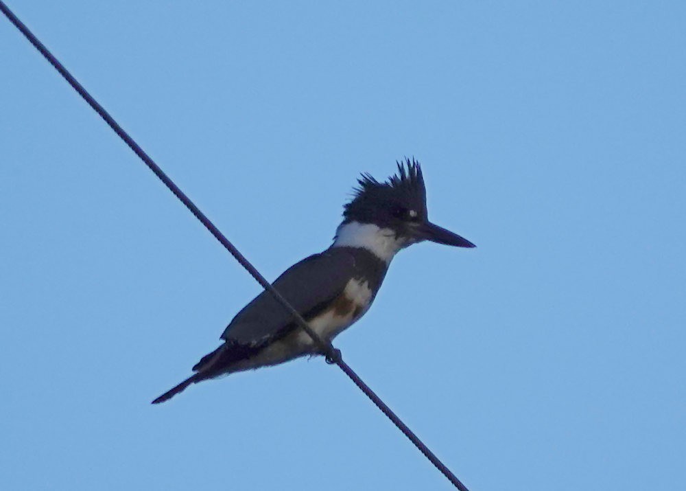 Belted Kingfisher - ML609286711