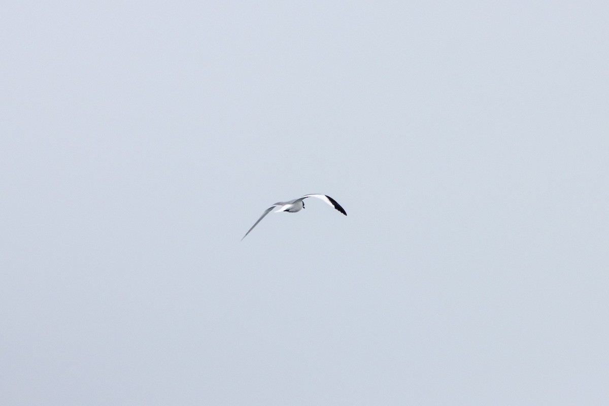 Sabine's Gull - ML609286724