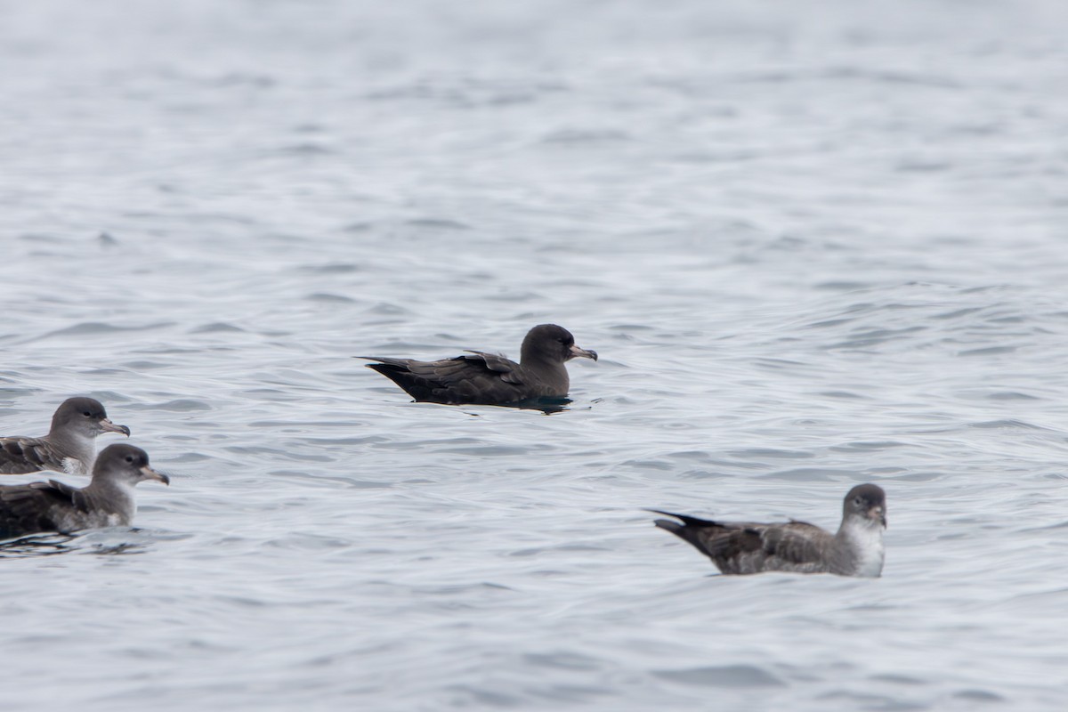 Flesh-footed Shearwater - Tristan Yoo