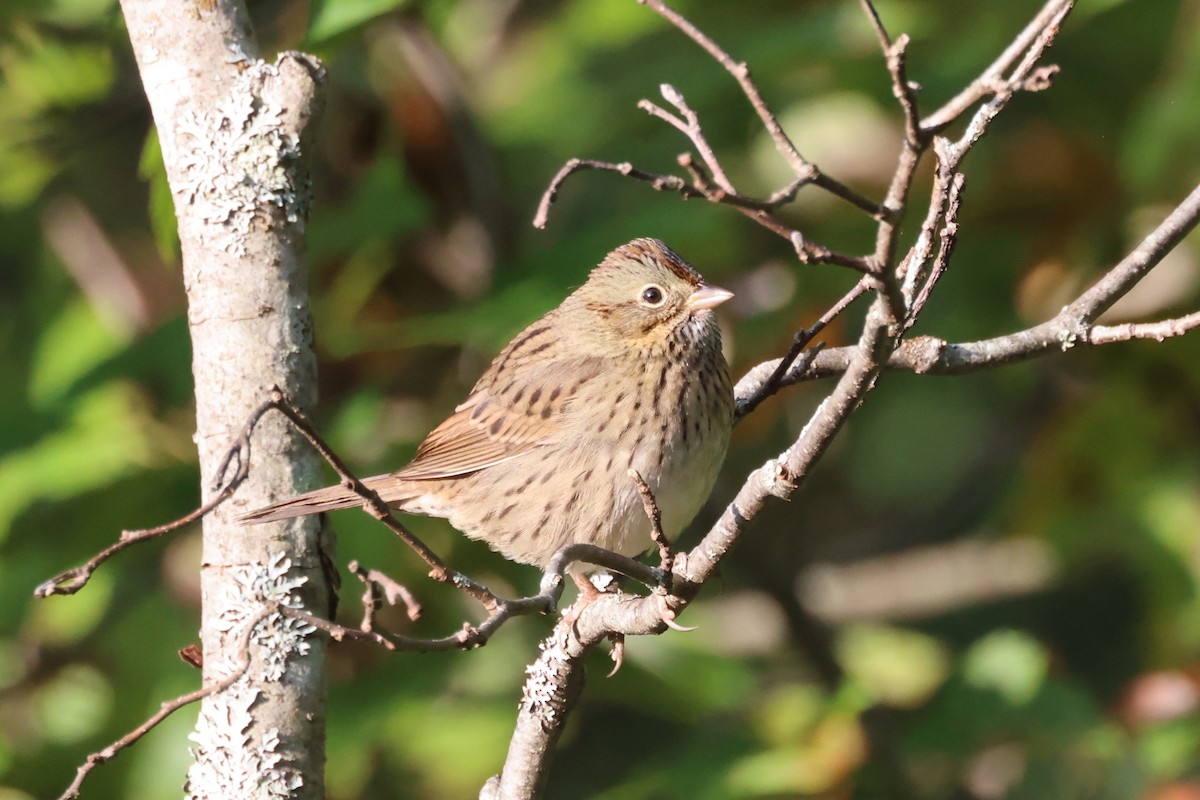 Lincoln's Sparrow - Edward Flanders