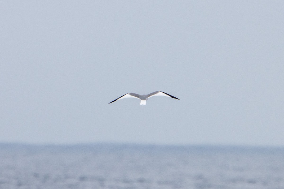 Sabine's Gull - ML609286793