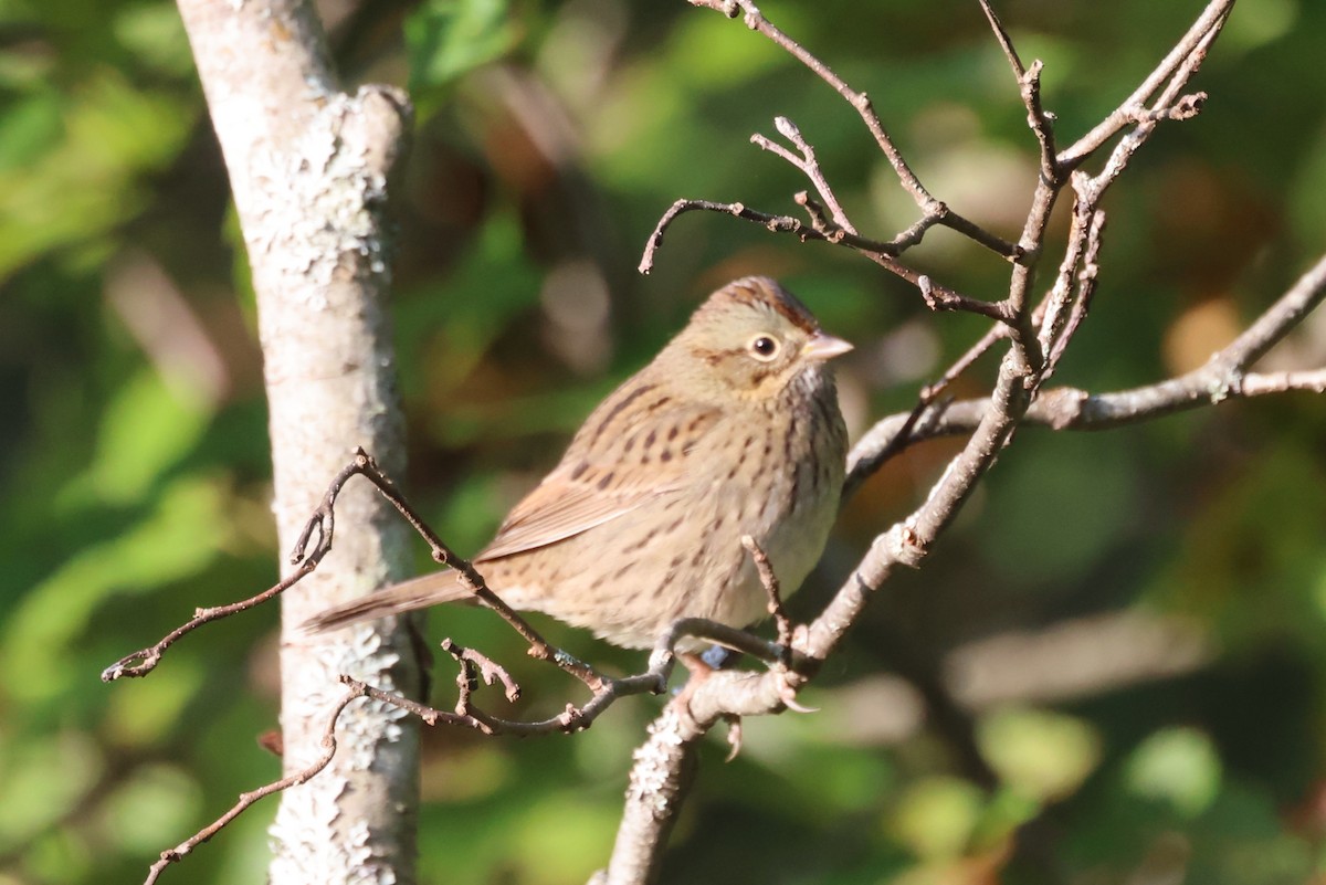 Lincoln's Sparrow - ML609286807