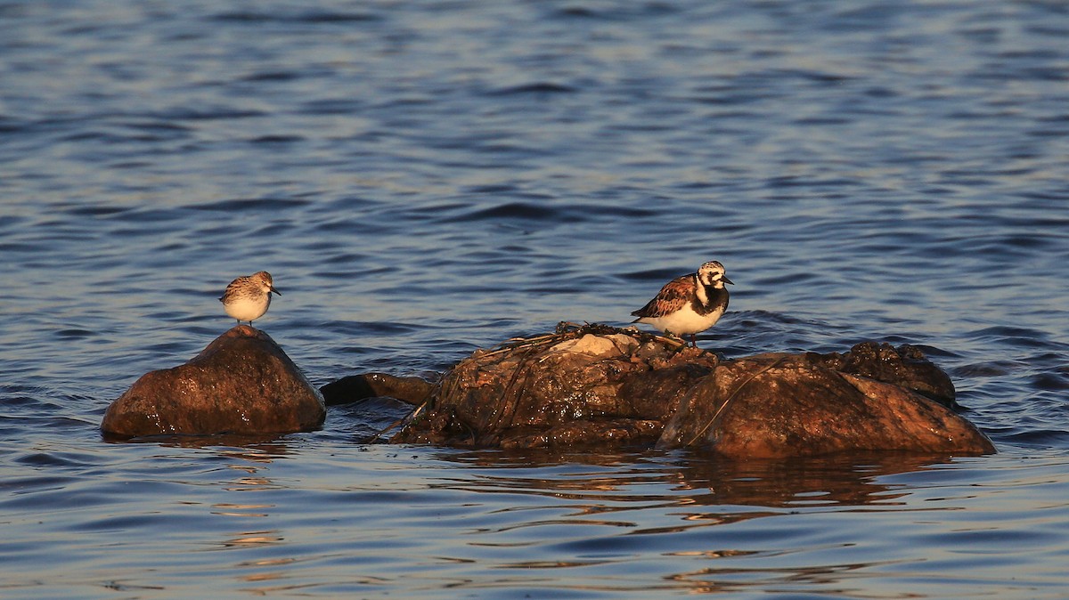 Ruddy Turnstone - ML60928681