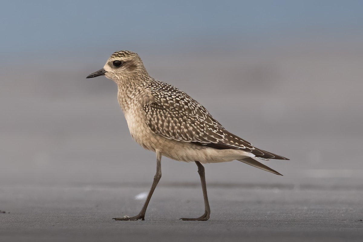 American Golden-Plover - ML609286848