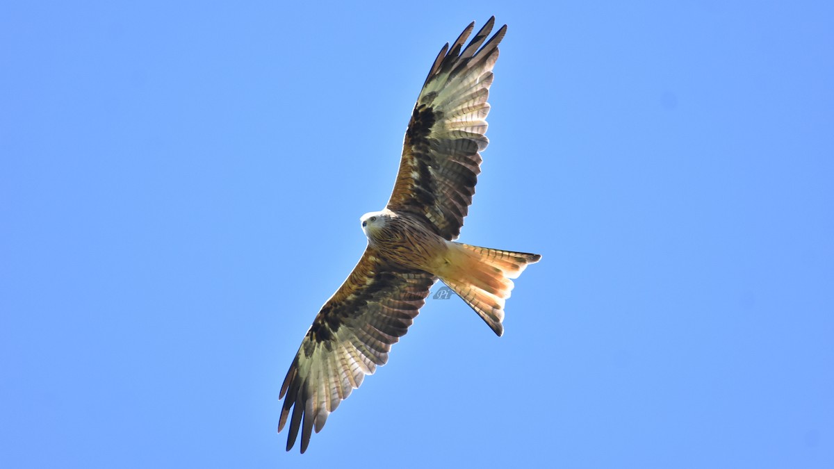 Red Kite - ML609286871