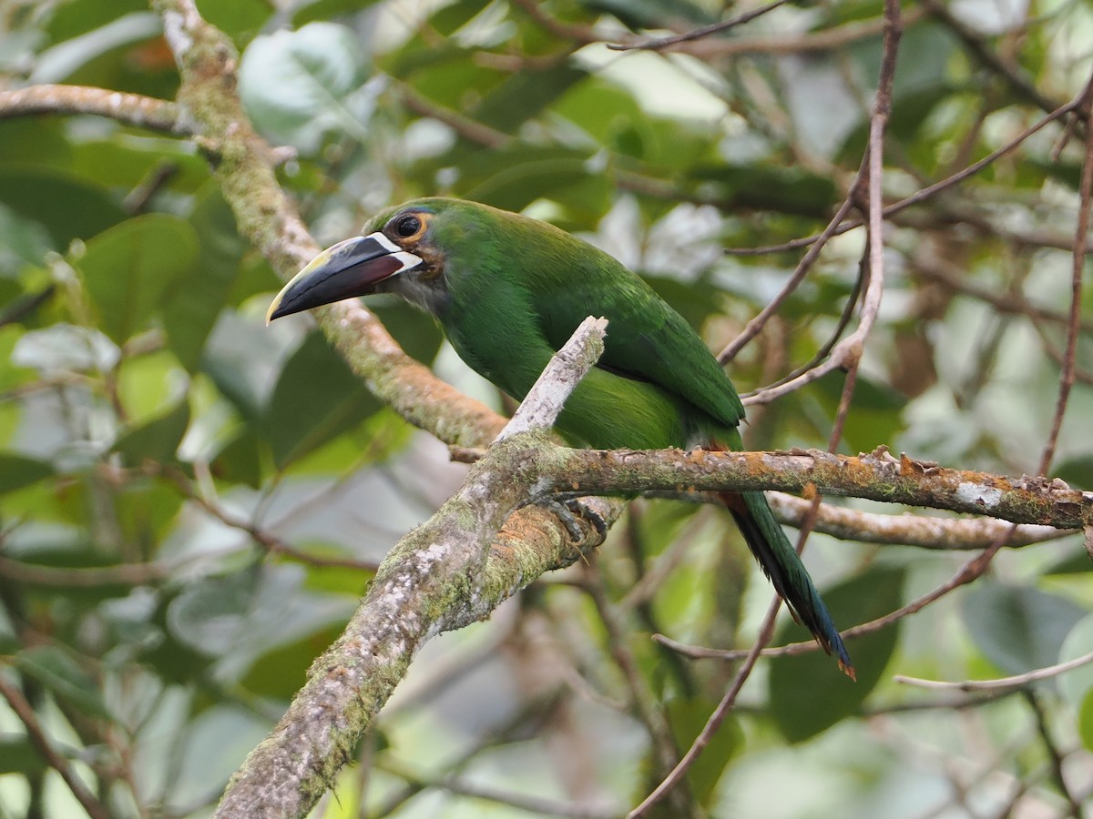 Toucanet à gorge blanche (griseigularis) - ML609286890