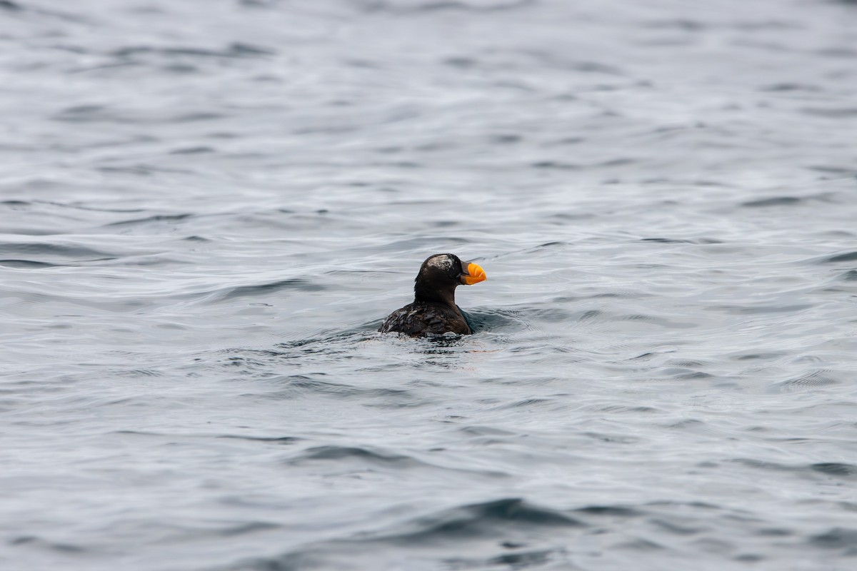 Tufted Puffin - ML609286893