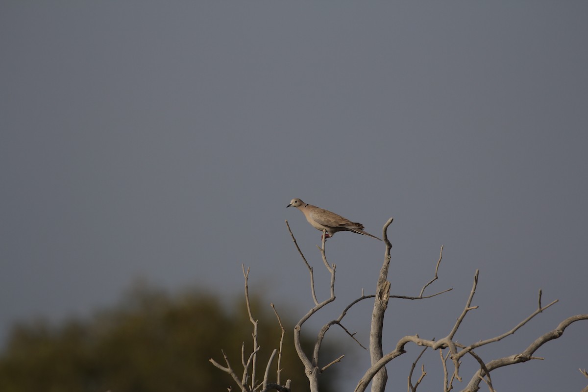 Eurasian Collared-Dove - Mark Baker