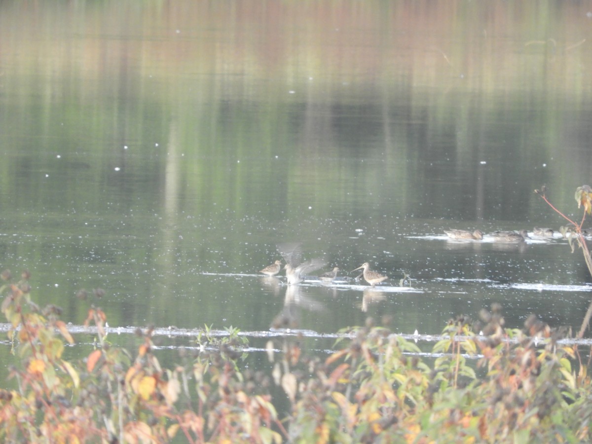 Long-billed Dowitcher - ML609286965