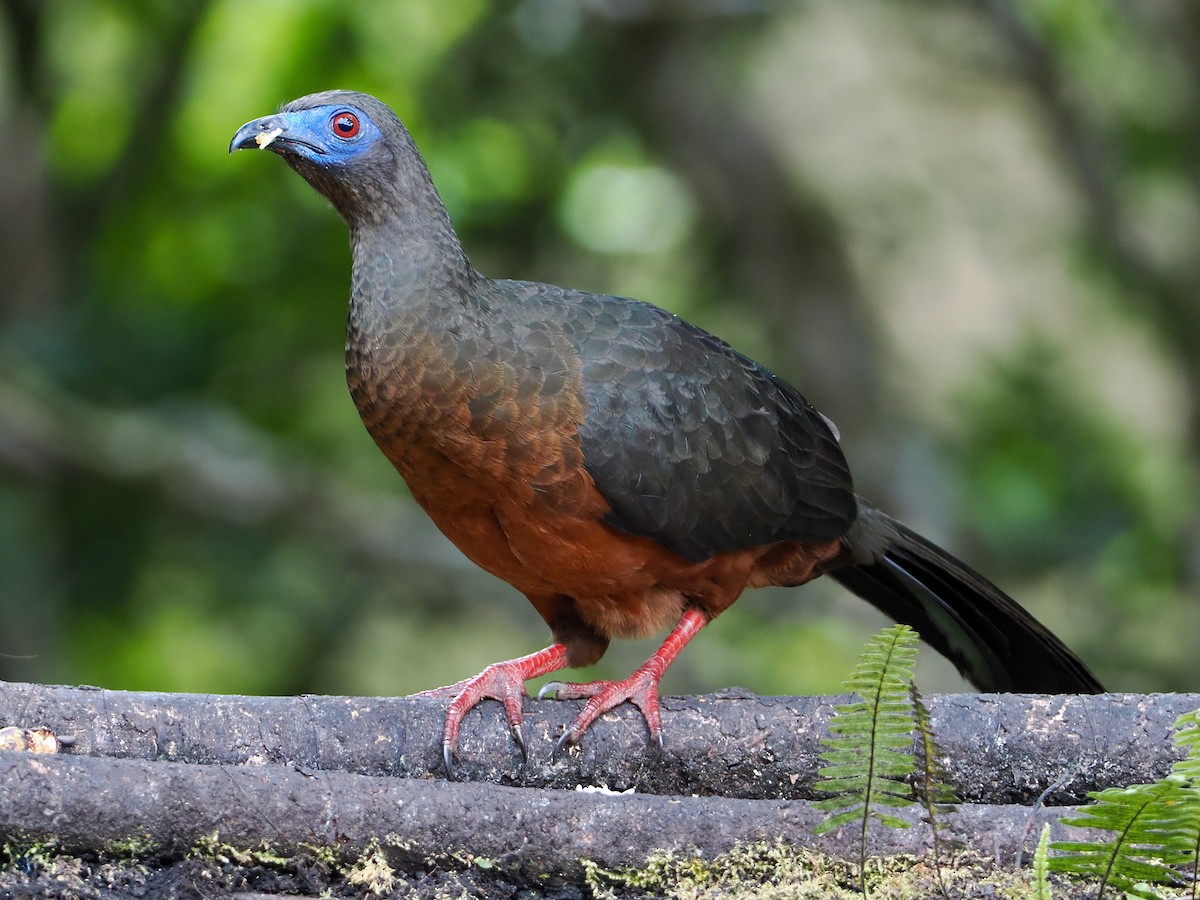 Sickle-winged Guan - ML609287027