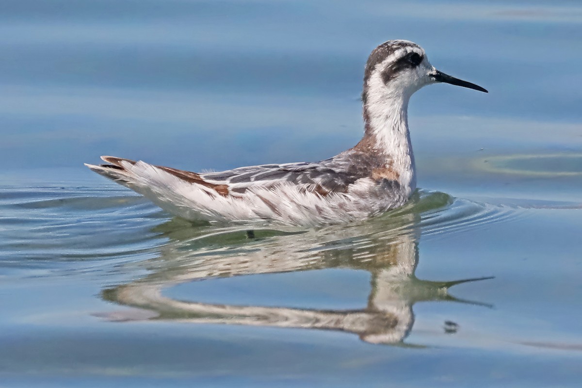 Phalarope à bec étroit - ML609287059