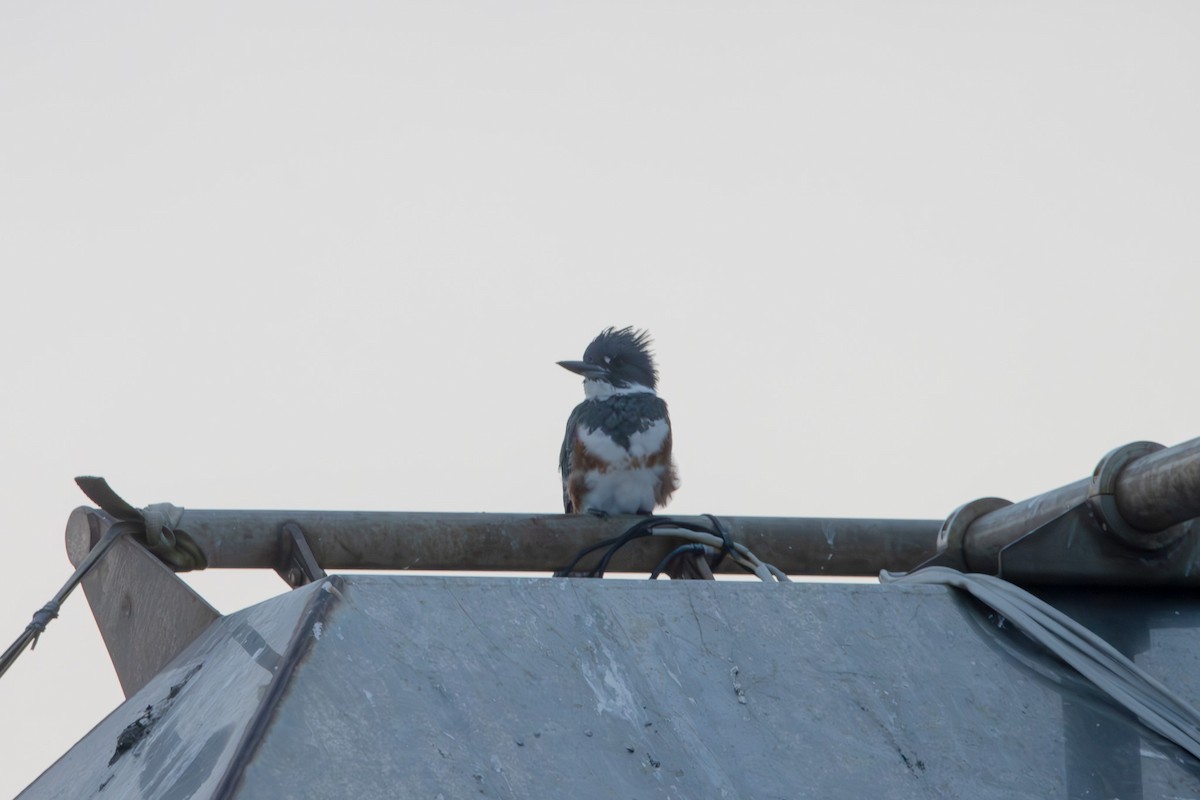 Belted Kingfisher - ML609287097