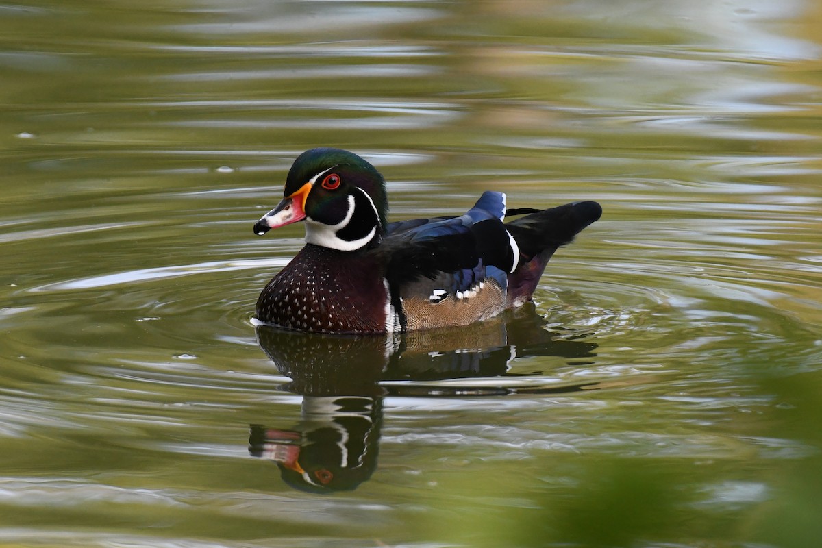 Wood Duck - ML609287152