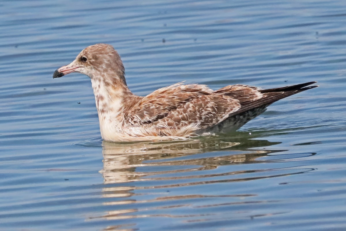 California Gull - ML609287166