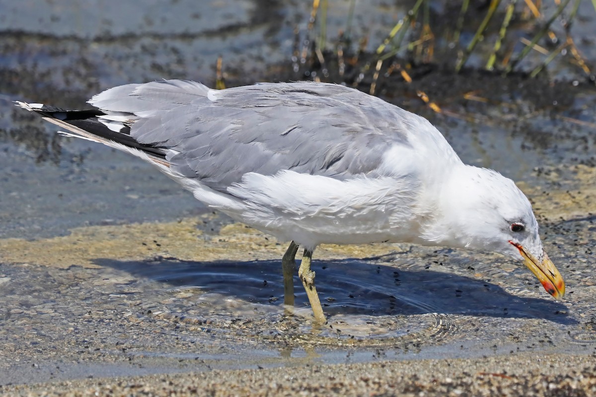 California Gull - ML609287174