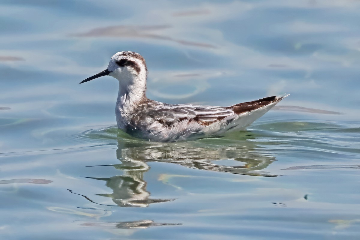 Phalarope à bec étroit - ML609287212