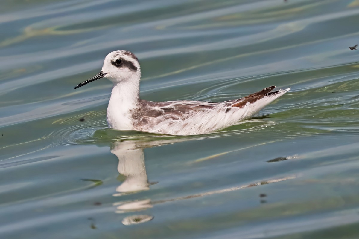 Phalarope à bec étroit - ML609287216