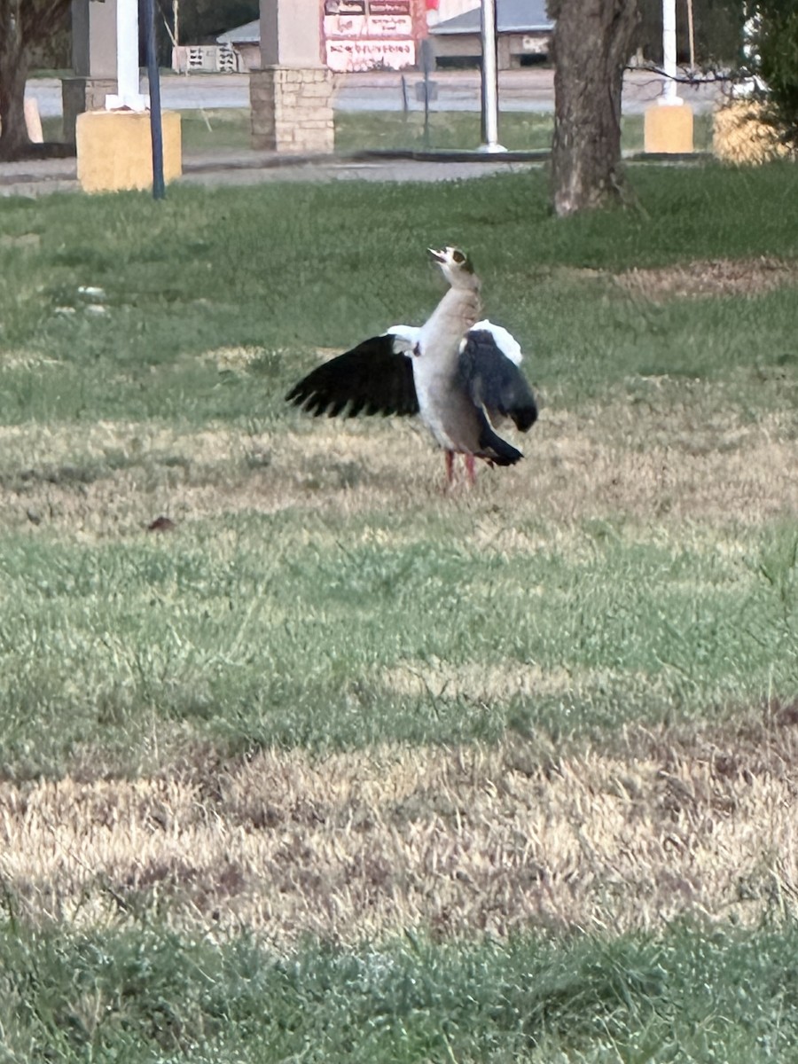 Oca egiziana - ML609287218