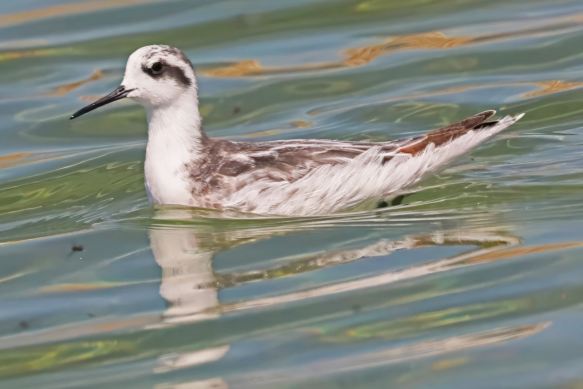 Red-necked Phalarope - Catherine Jacobs