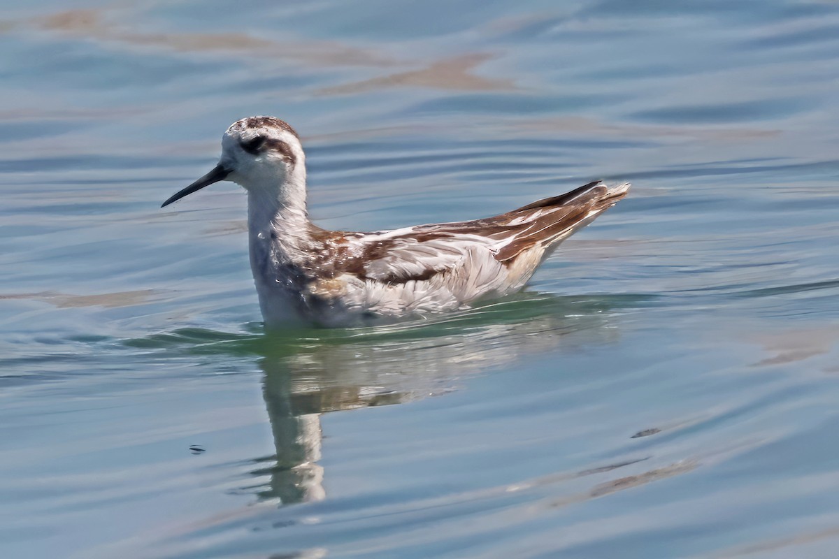 Red-necked Phalarope - Catherine Jacobs