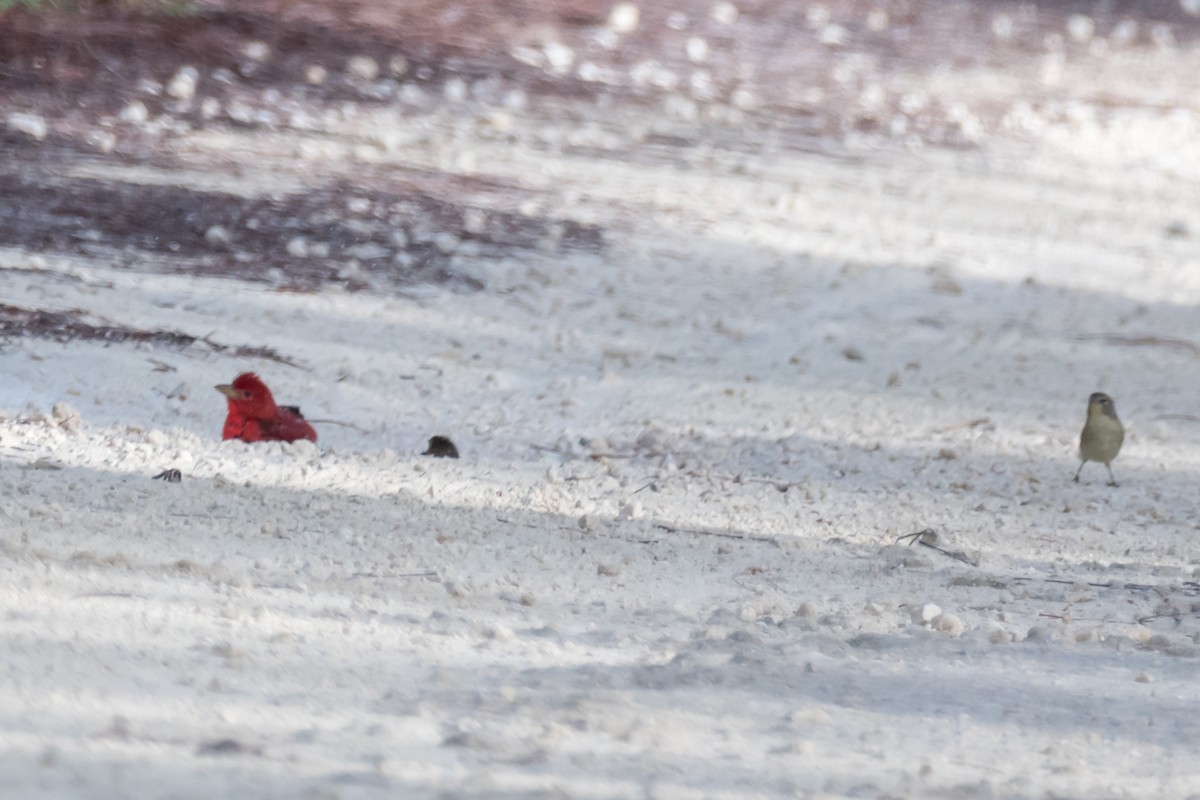 Summer Tanager - Gabrielle Harrison