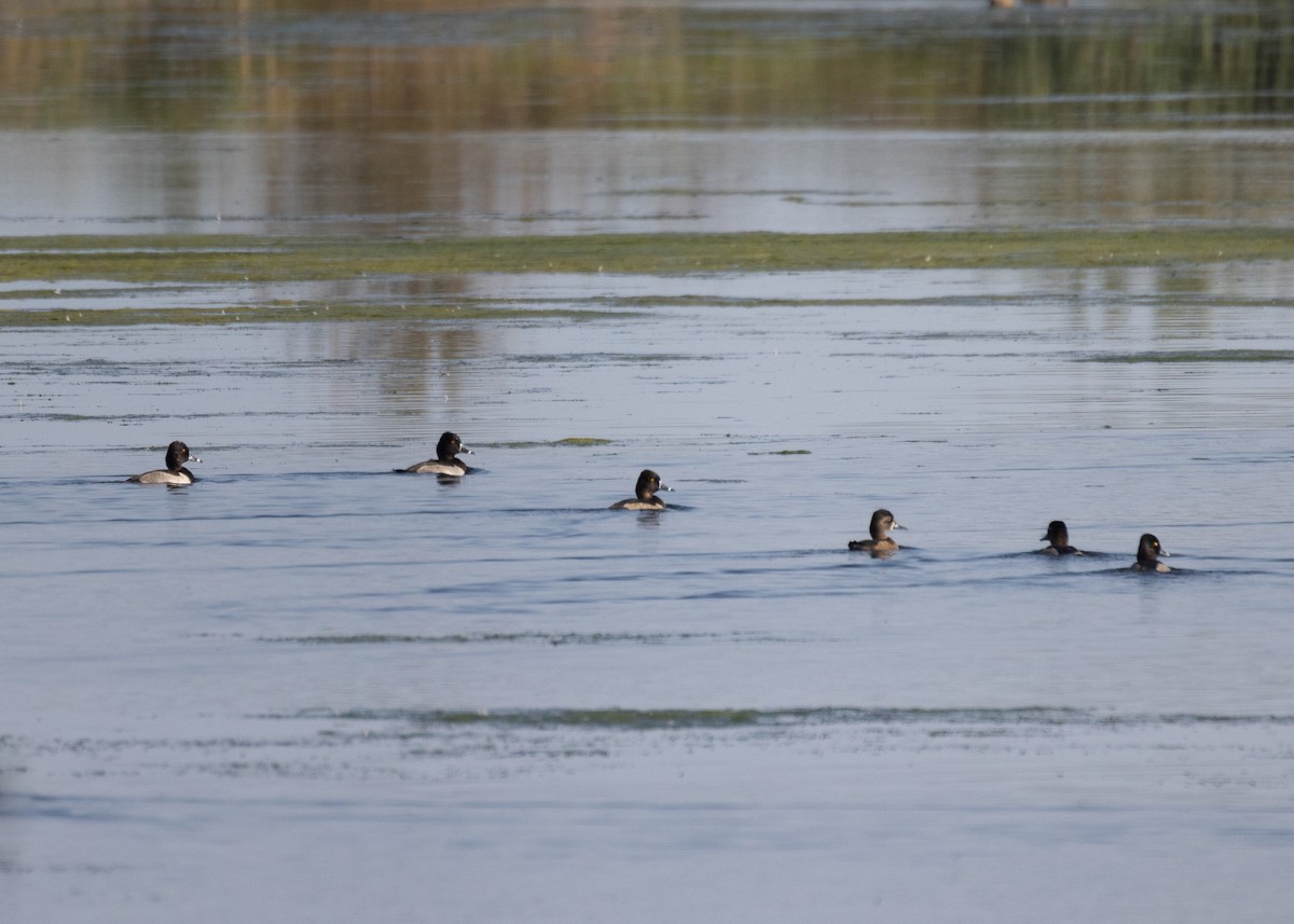 Ring-necked Duck - ML609287265