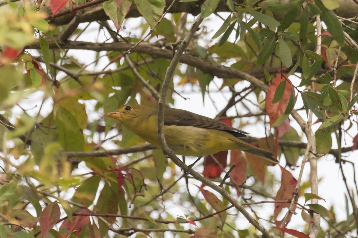 Summer Tanager - Gabrielle Harrison