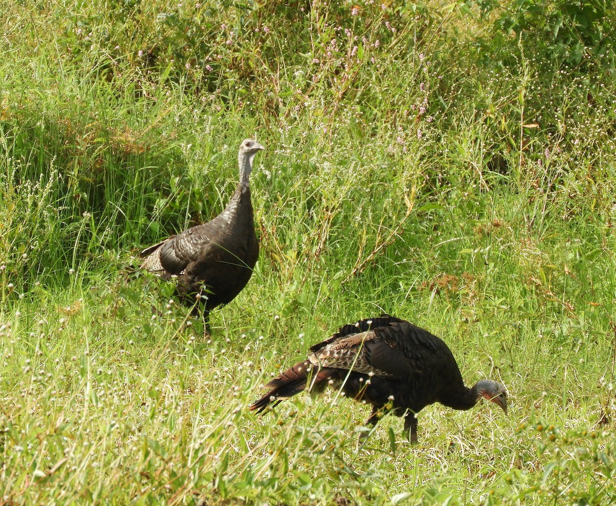 Wild Turkey - Cynthia Nickerson