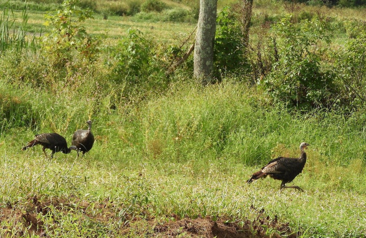 Wild Turkey - ML609287281