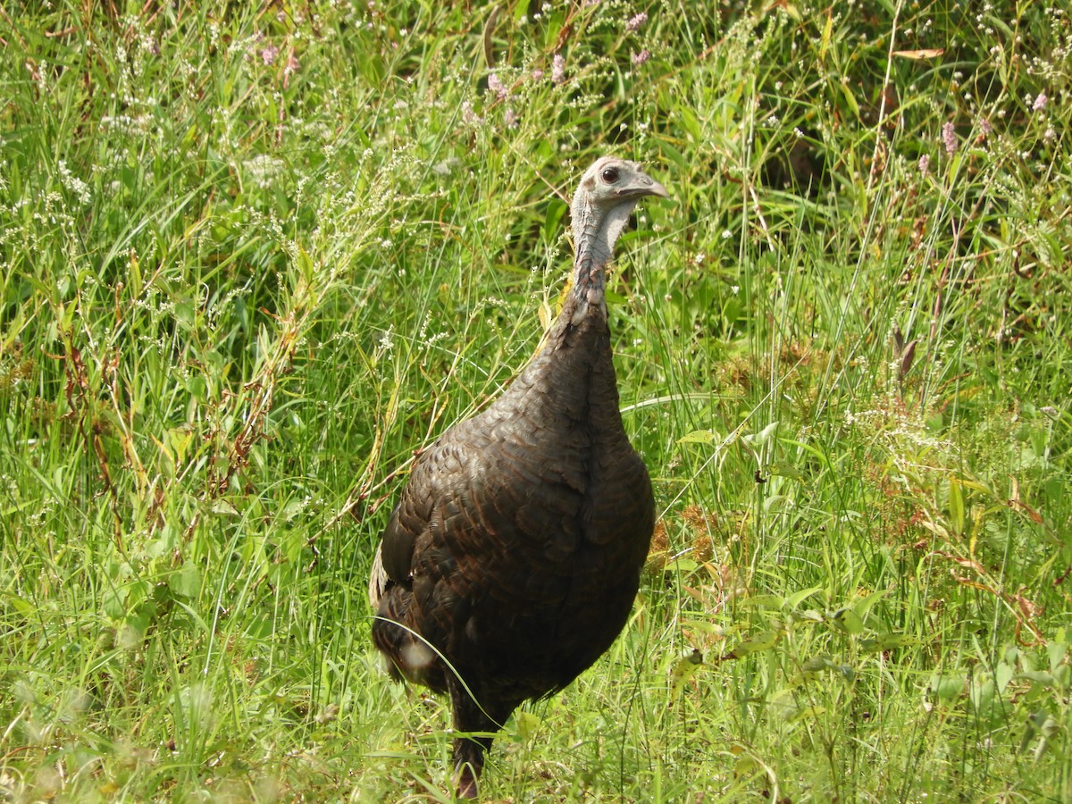 Wild Turkey - ML609287282